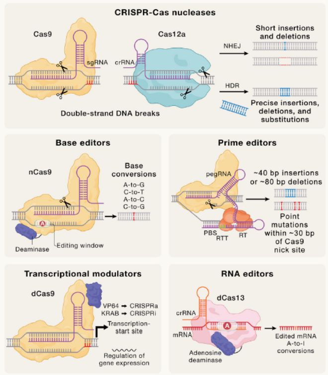 Cell｜CRISPR基因編輯技術(shù)的過去、現(xiàn)在和未來(圖4)